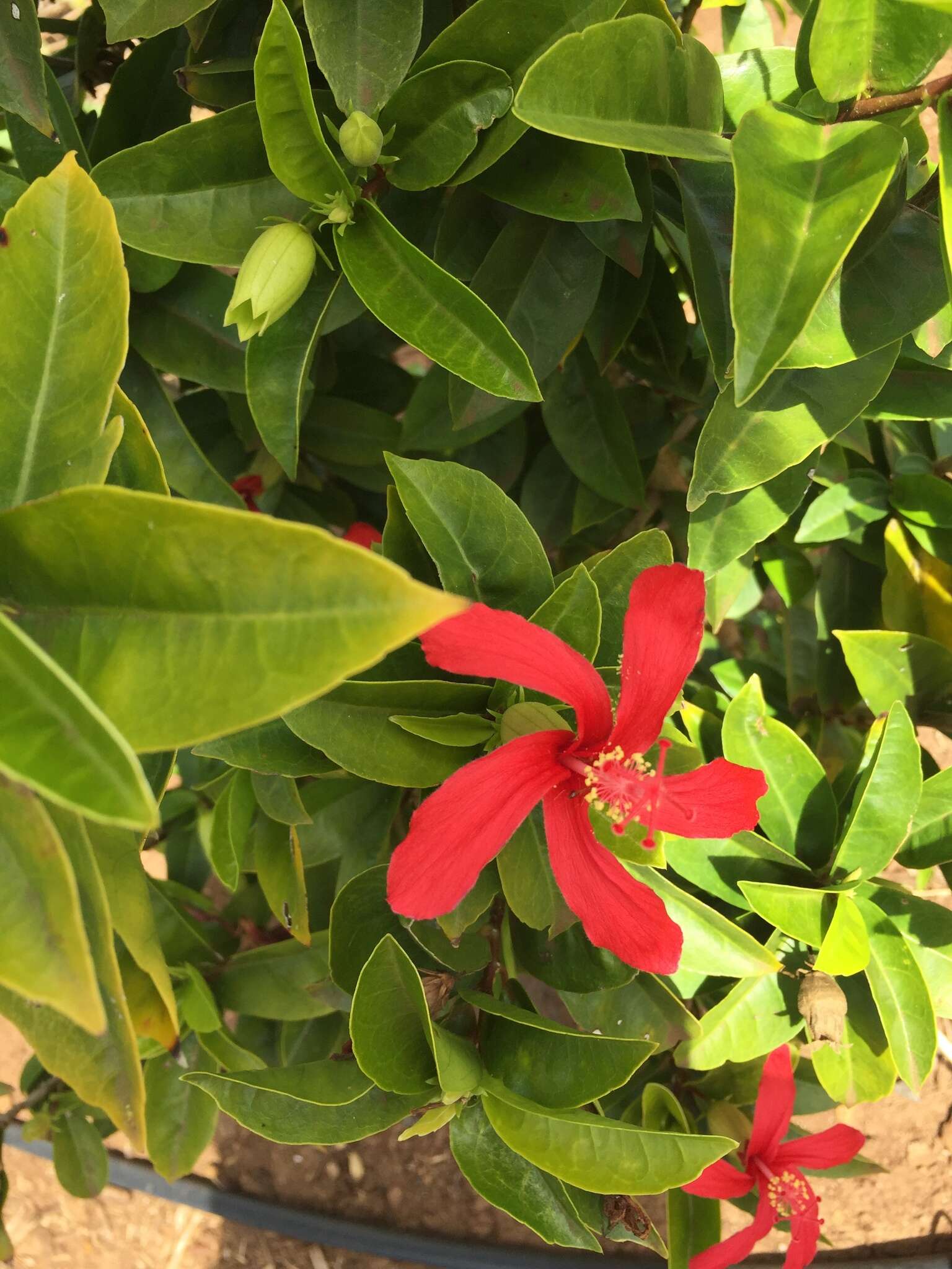 Image of Clay's Hibiscus