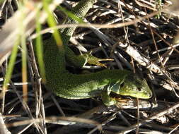 Image of Lacerta diplochondrodes