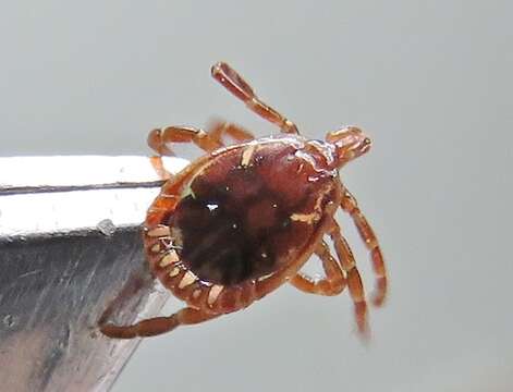 Image of Lone Star Tick