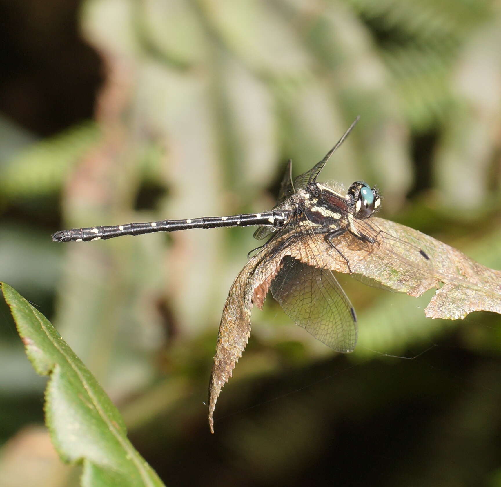 Image of Eusynthemis guttata (Selys 1871)