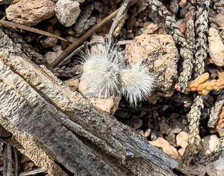 Image of Dasymutilla pseudopappus (Cockerell 1895)