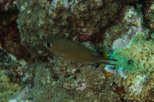 Image de Pycnochromis atripes (Fowler & Bean 1928)