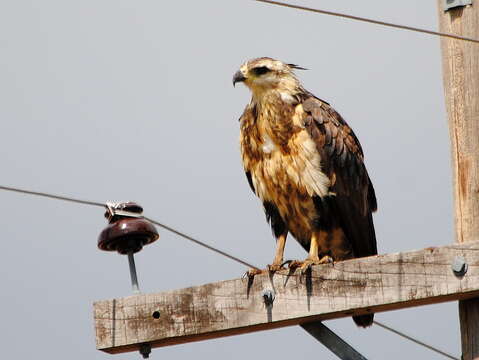 Image of Chaco Eagle