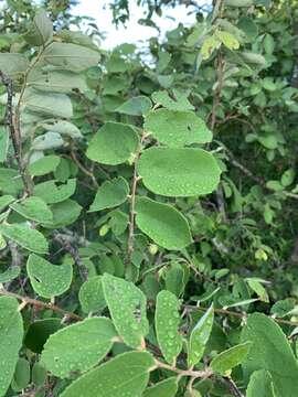 Image of Asegaai wood