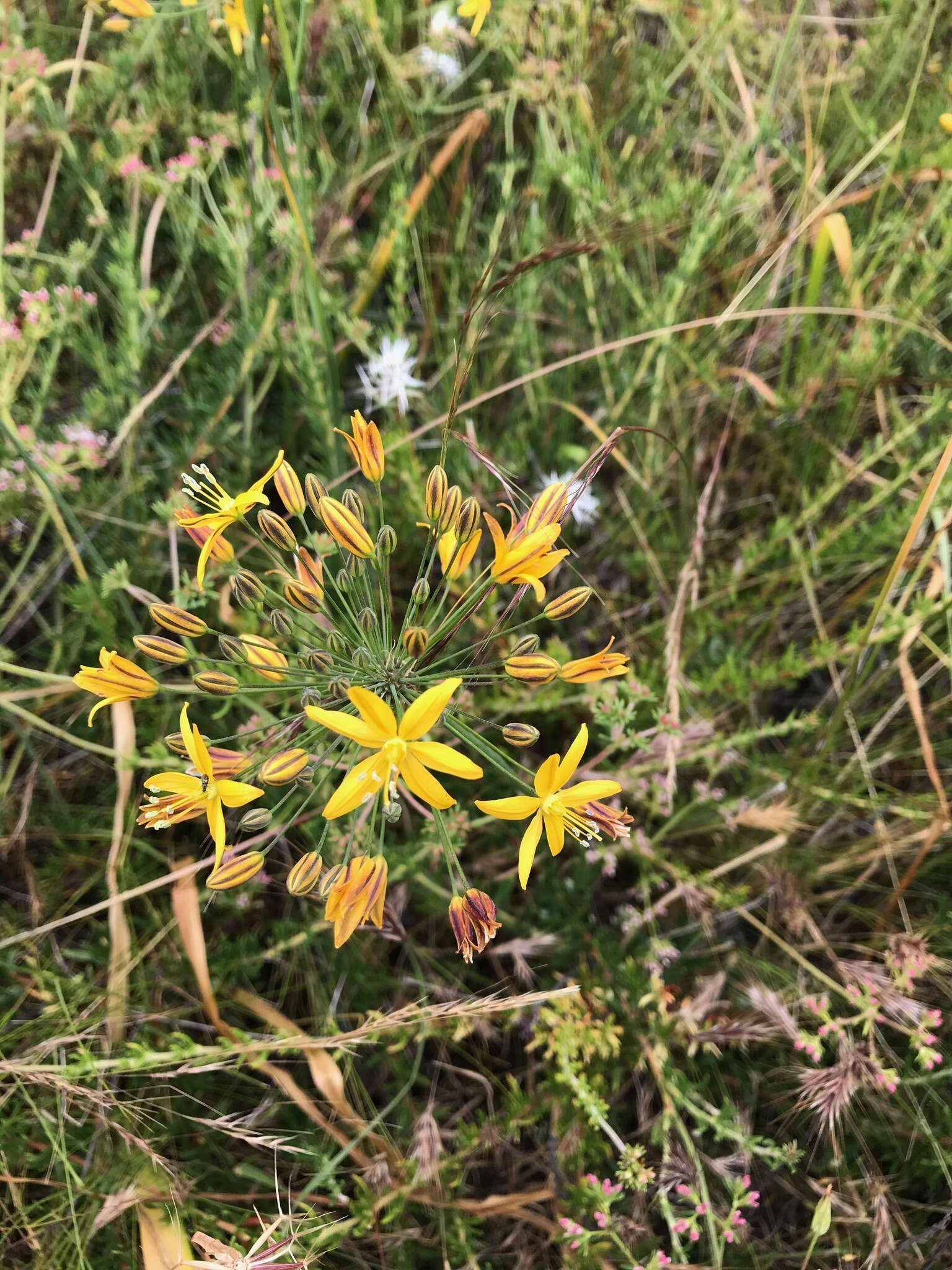 Image of common goldenstar