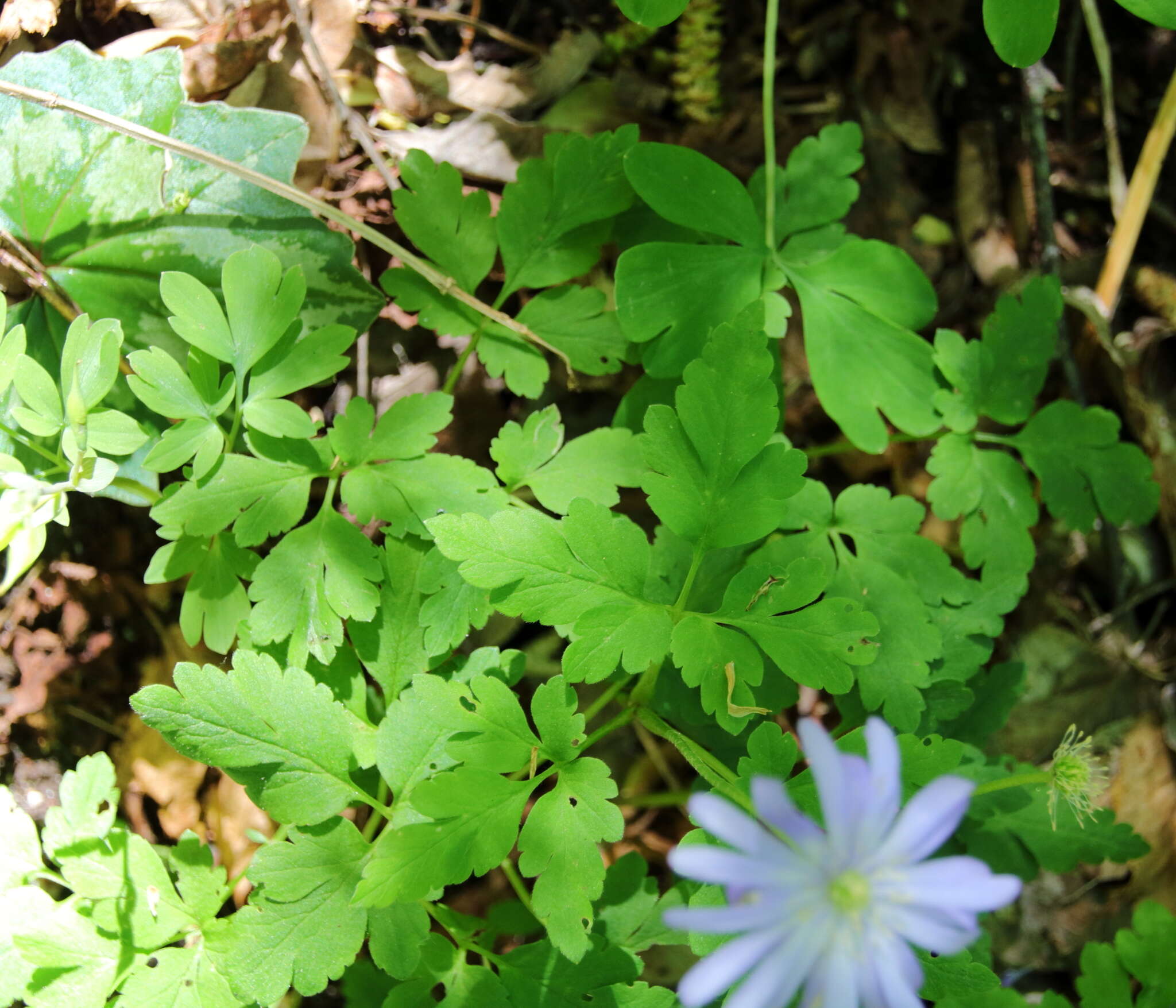 Image of blue anemone