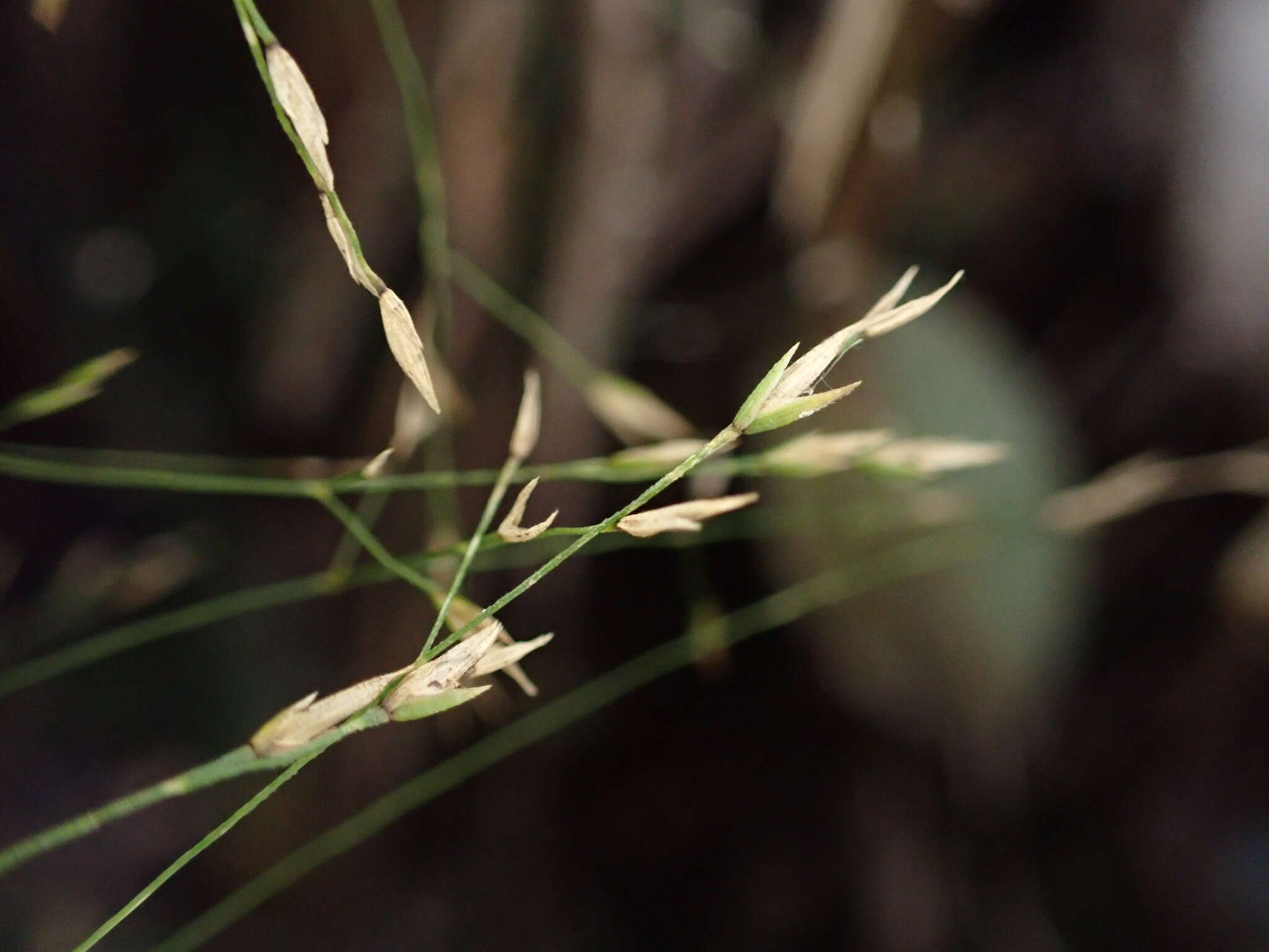 Image of Hawaii Blue Grass