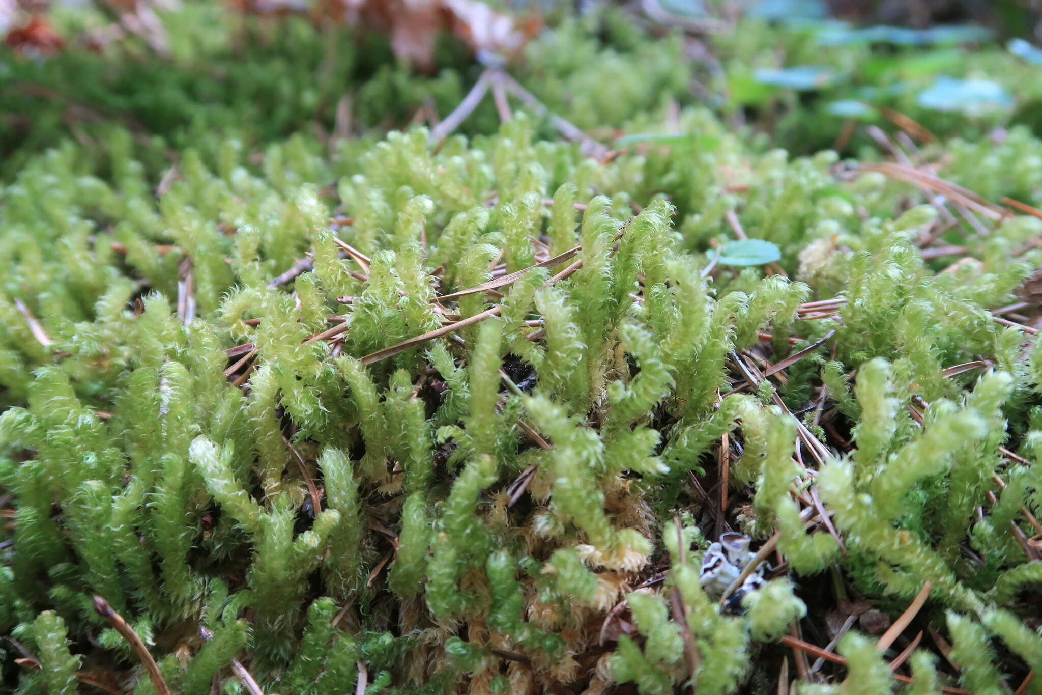 Image of robust rhytidiopsis moss