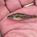 Etheostoma tuscumbia Gilbert & Swain 1887 resmi