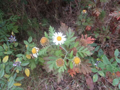 Image of Argyranthemum callichrysum subsp. gomerensis (Humphries) O. W. White