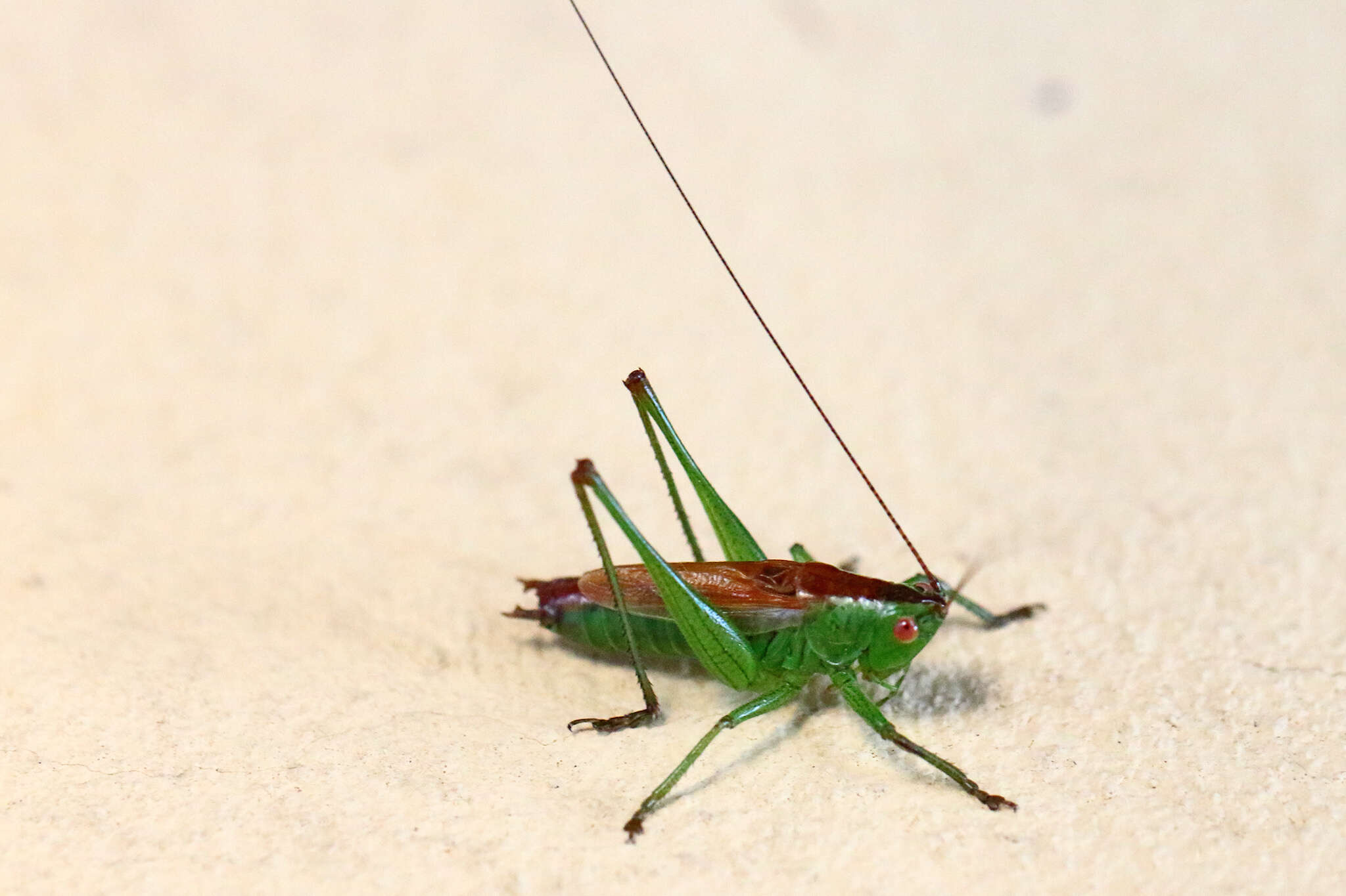 Conocephalus (Anisoptera) dorsalis (Latreille 1804) resmi