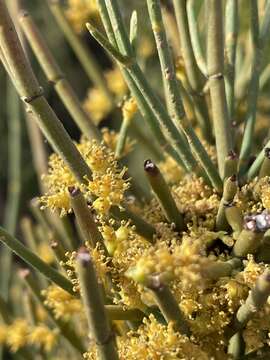 Image of Joint Pine