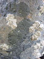 Image of New Zealand barnacle