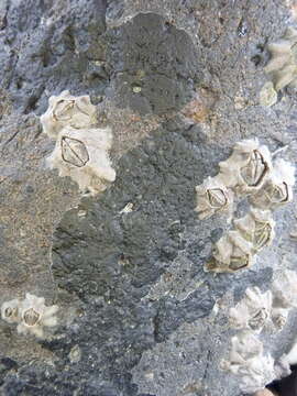 Image of New Zealand barnacle