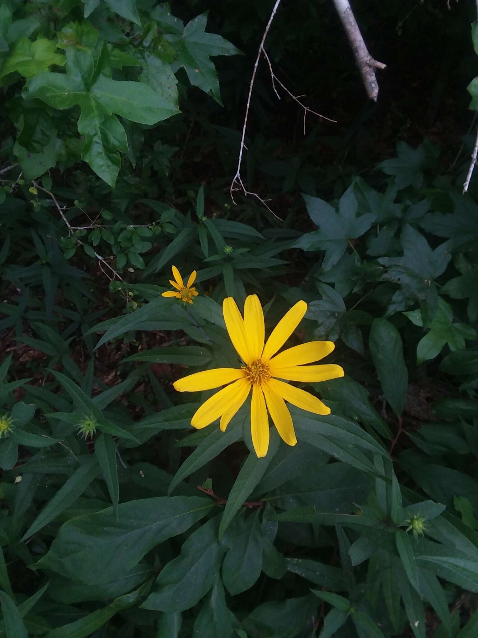 Image of Pale-Leaf Woodland Sunflower