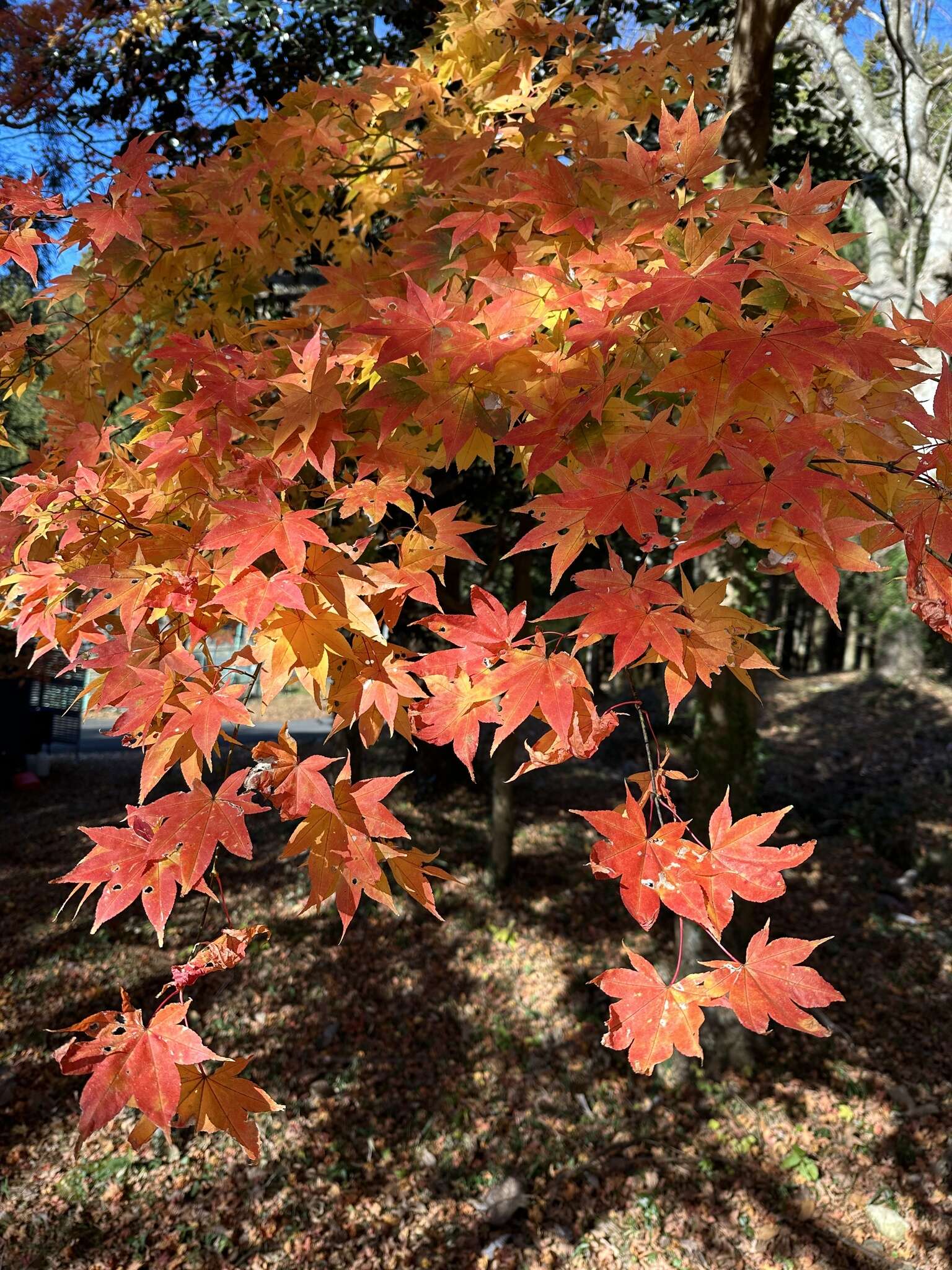 Sivun Acer palmatum var. amoenum (Carr.) Ohwi kuva