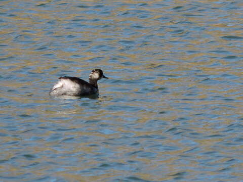 Image of Podiceps Latham 1787