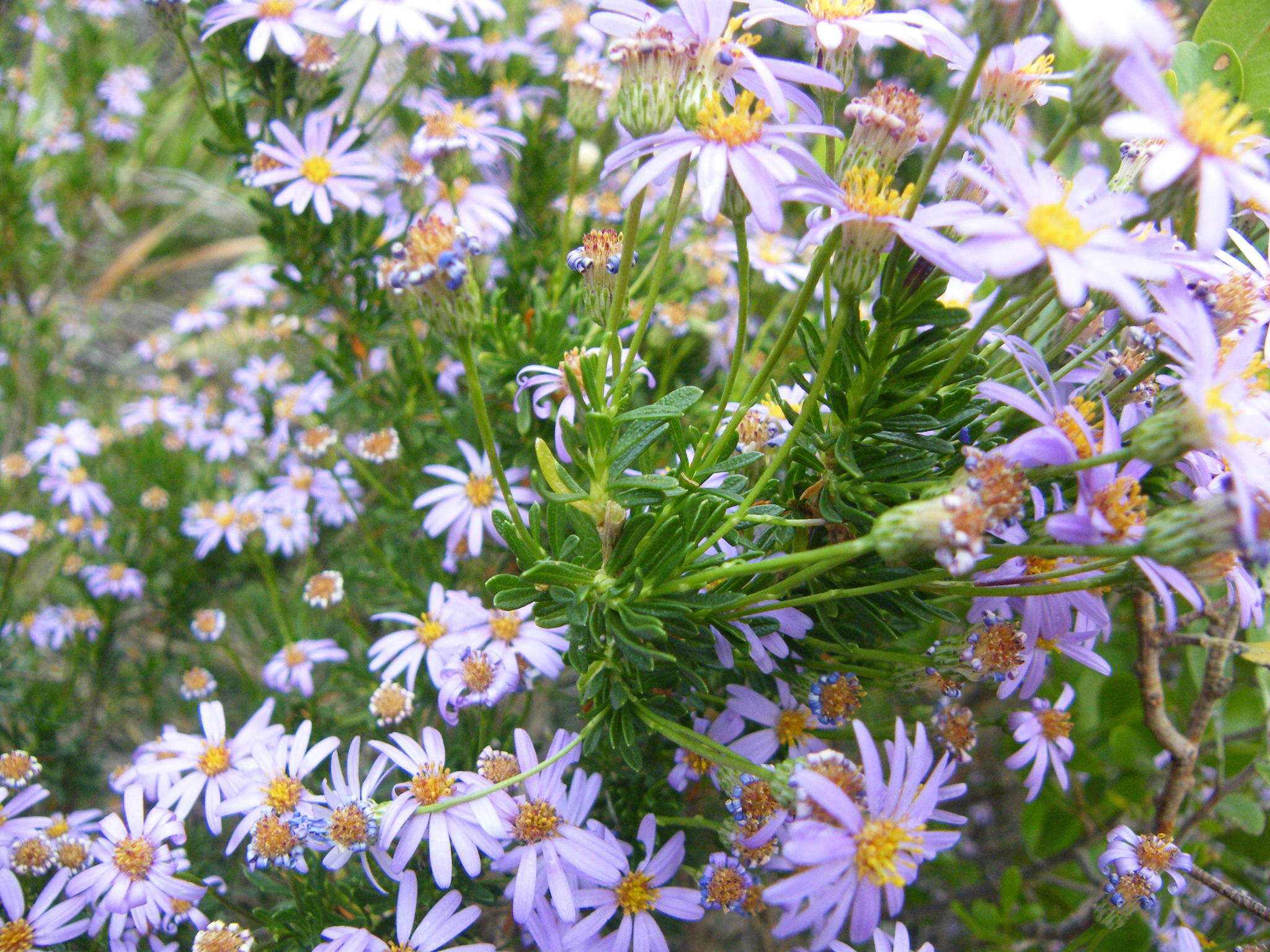 Felicia fruticosa subsp. fruticosa resmi