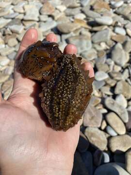 Image of Japanese Spiky Sea Cucumber