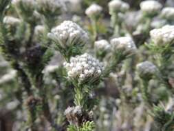 Image of Dense Blombush