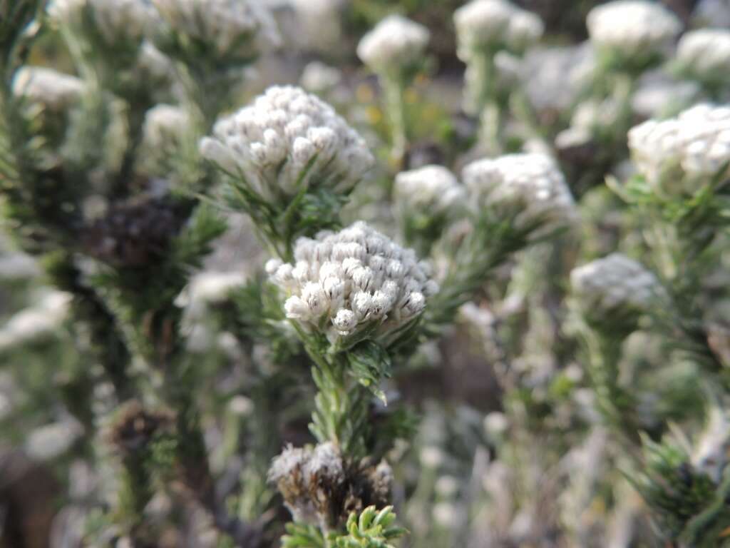 Image of Dense Blombush