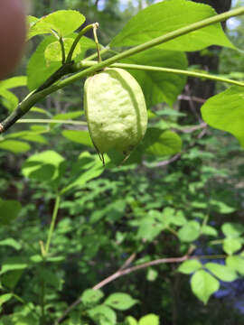 Image of American bladdernut