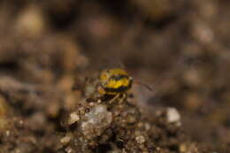 Image of Globular springtail