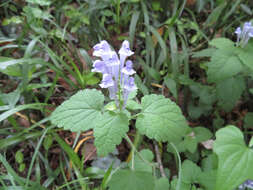 Image de Scutellaria brachyspica Nakai & H. Hara