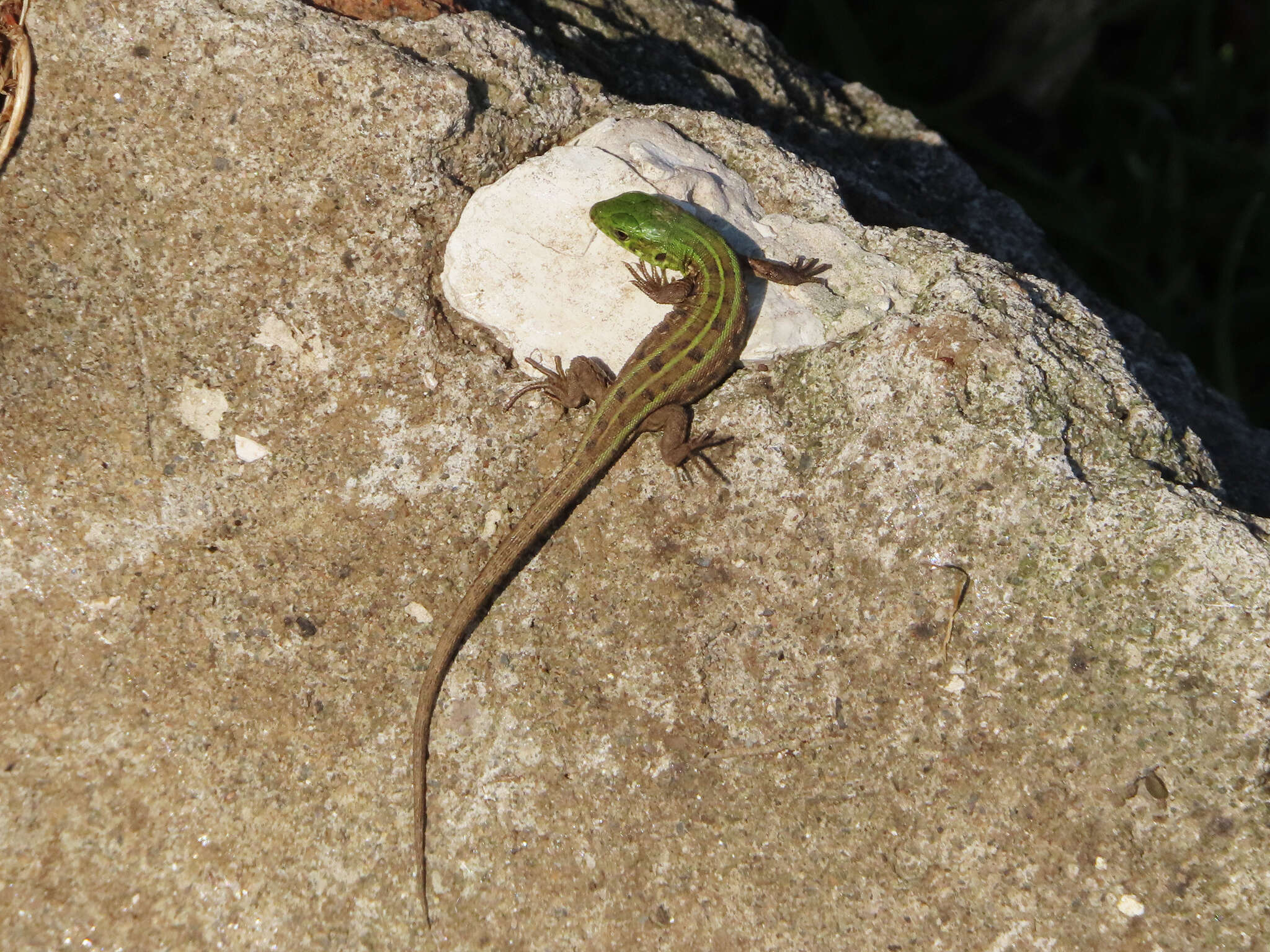 Image of Lacerta agilis grusinica Peters 1960