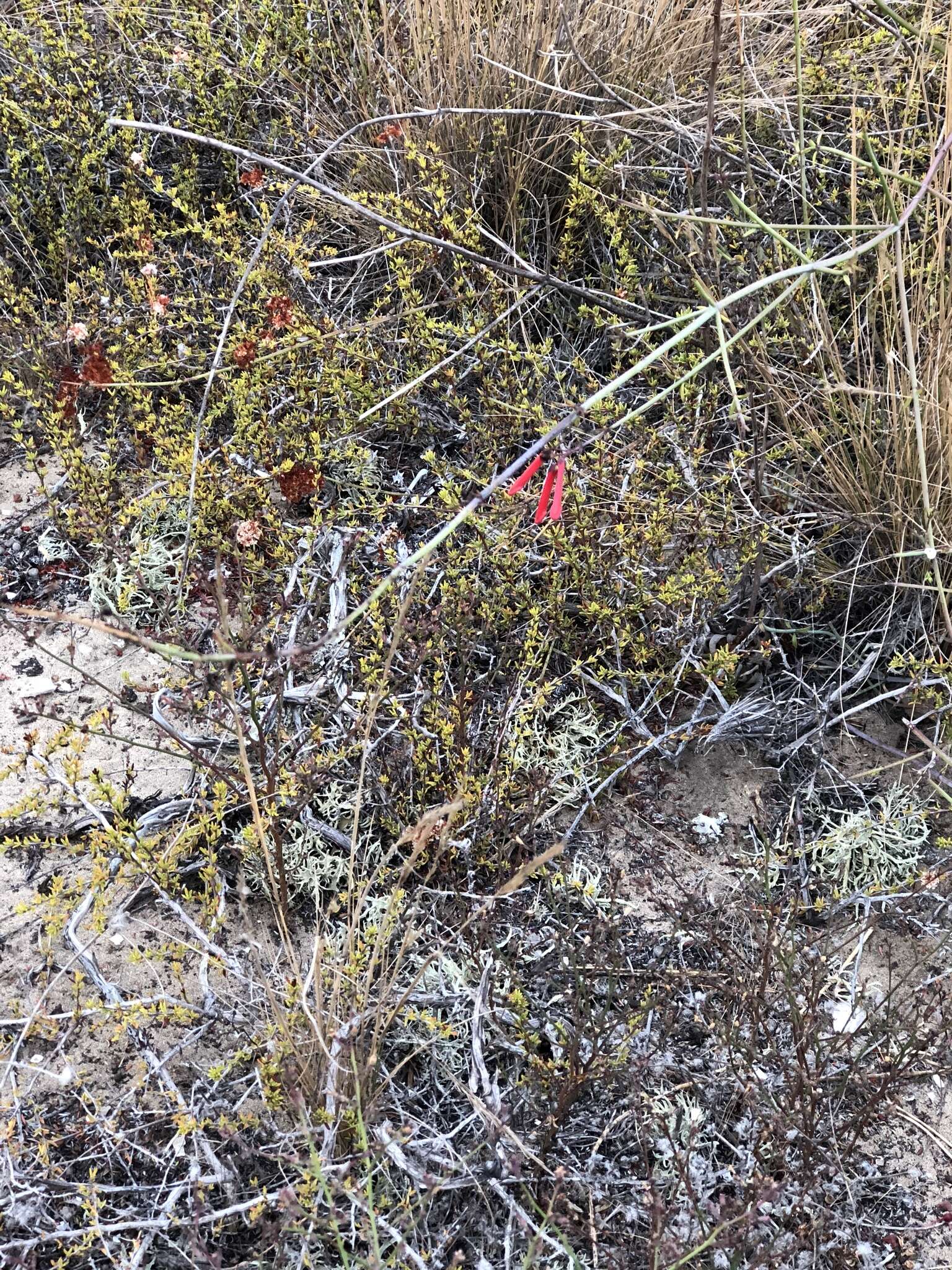 Image of Baja bush snapdragon