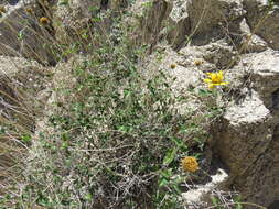 Image of Parish's goldeneye