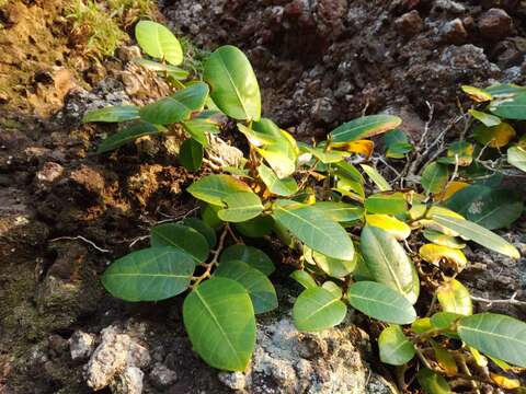 Ficus tinctoria Forst. fil. resmi