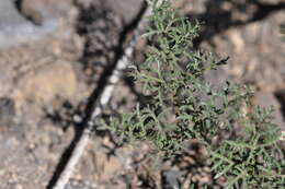 Image of turpentine wavewing