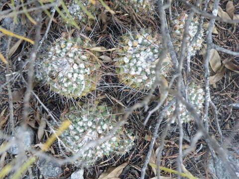 صورة Mammillaria compressa subsp. centralifera (Repp.) D. R. Hunt