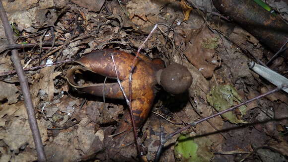 Image of Geastrum melanocephalum (Czern.) V. J. Staněk 1956