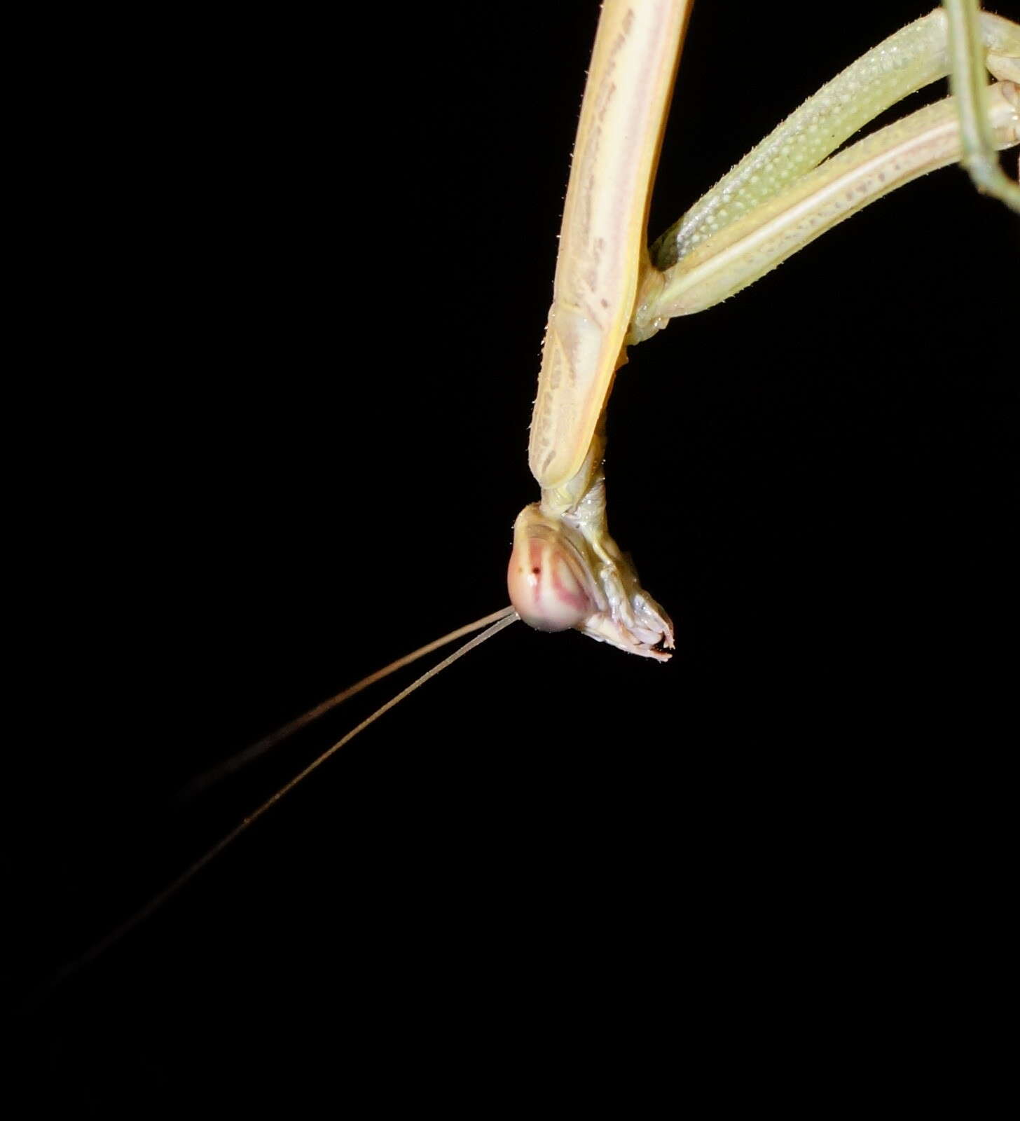 Image of Purple-winged mantis