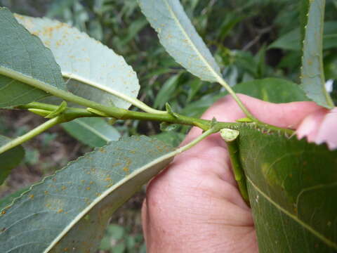 Image de Salix meyeriana Rostk. ex Willd.