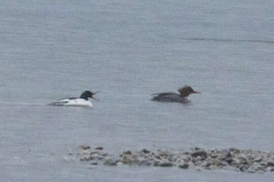 Image of Common Merganser