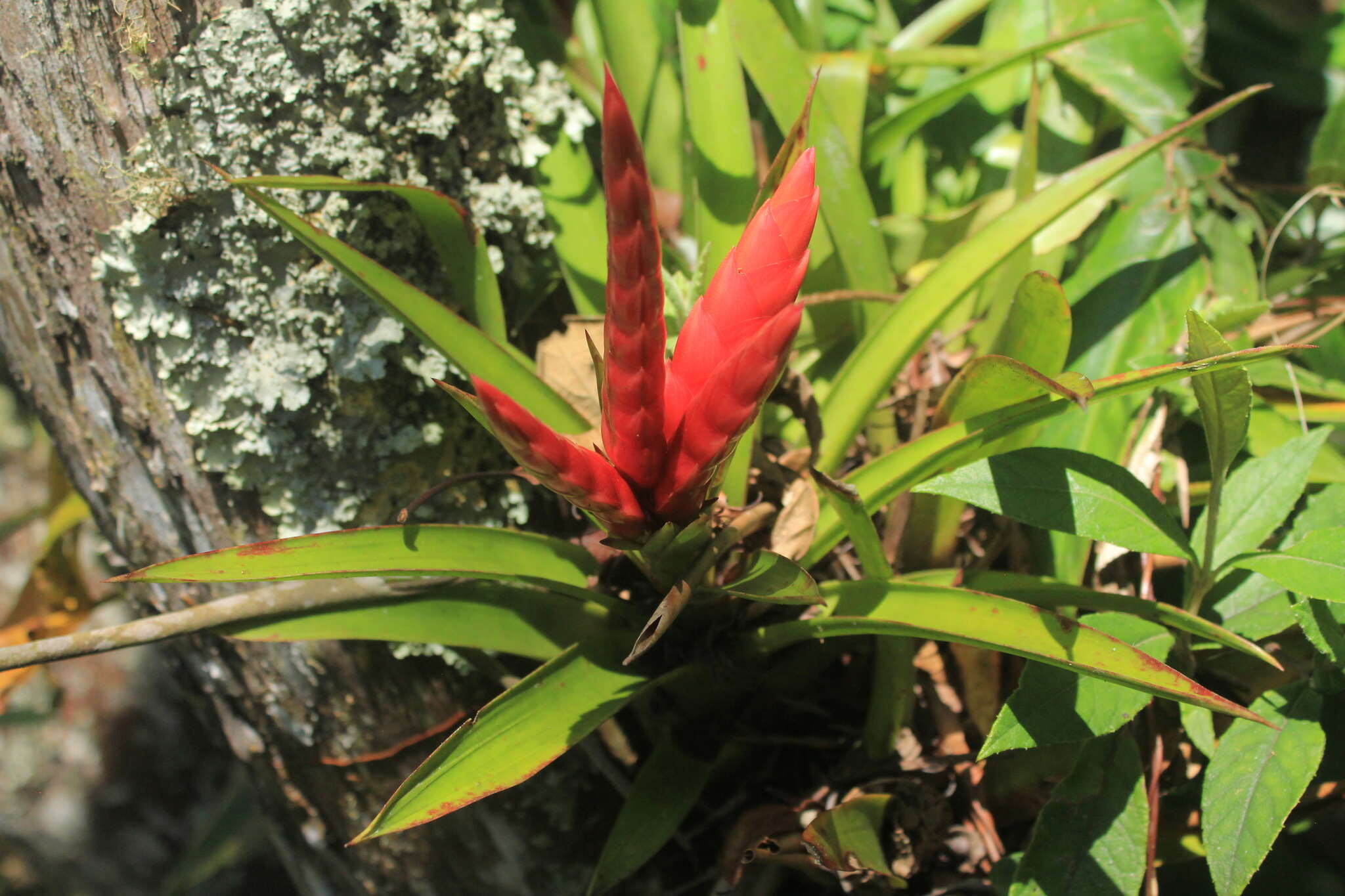 Imagem de Tillandsia romeroi var. gruberi Rauh