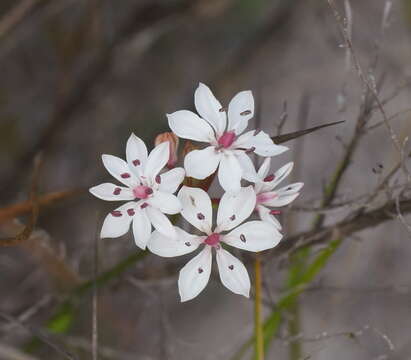 Image of Burchardia umbellata R. Br.