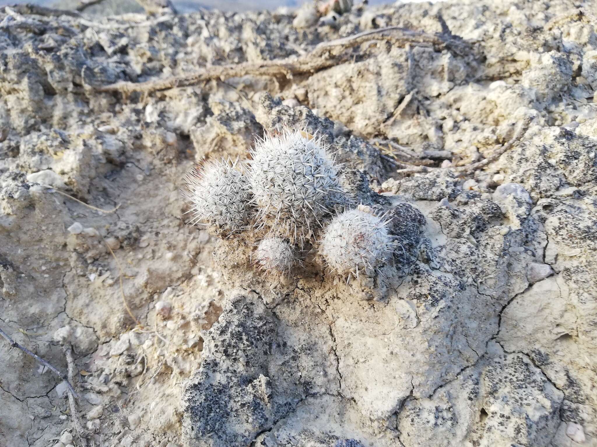 Image of Mammillaria haageana subsp. meissneri