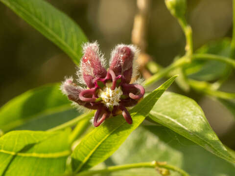 Image of Periploca sepium Bunge