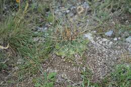 Image of Coryphantha georgii Boed.