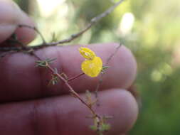 Слика од Aspalathus lanceicarpa R. Dahlgren