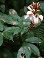 Image of Duparquetia orchidacea Baill.