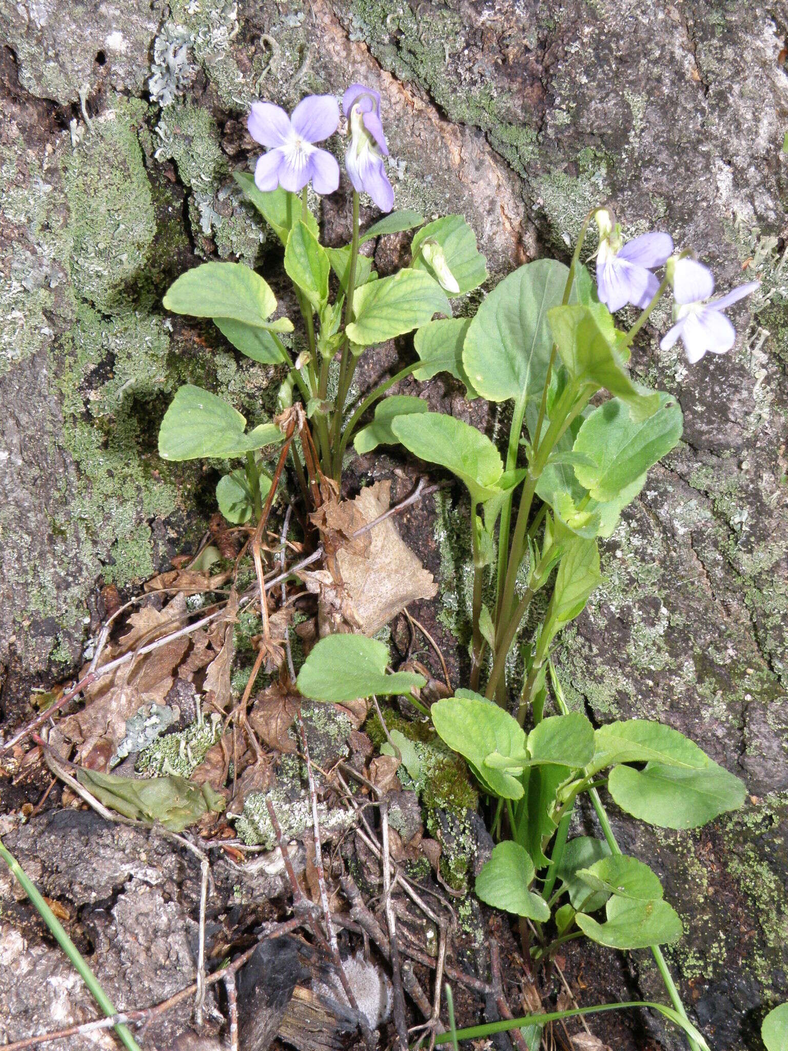 Image of dog violet