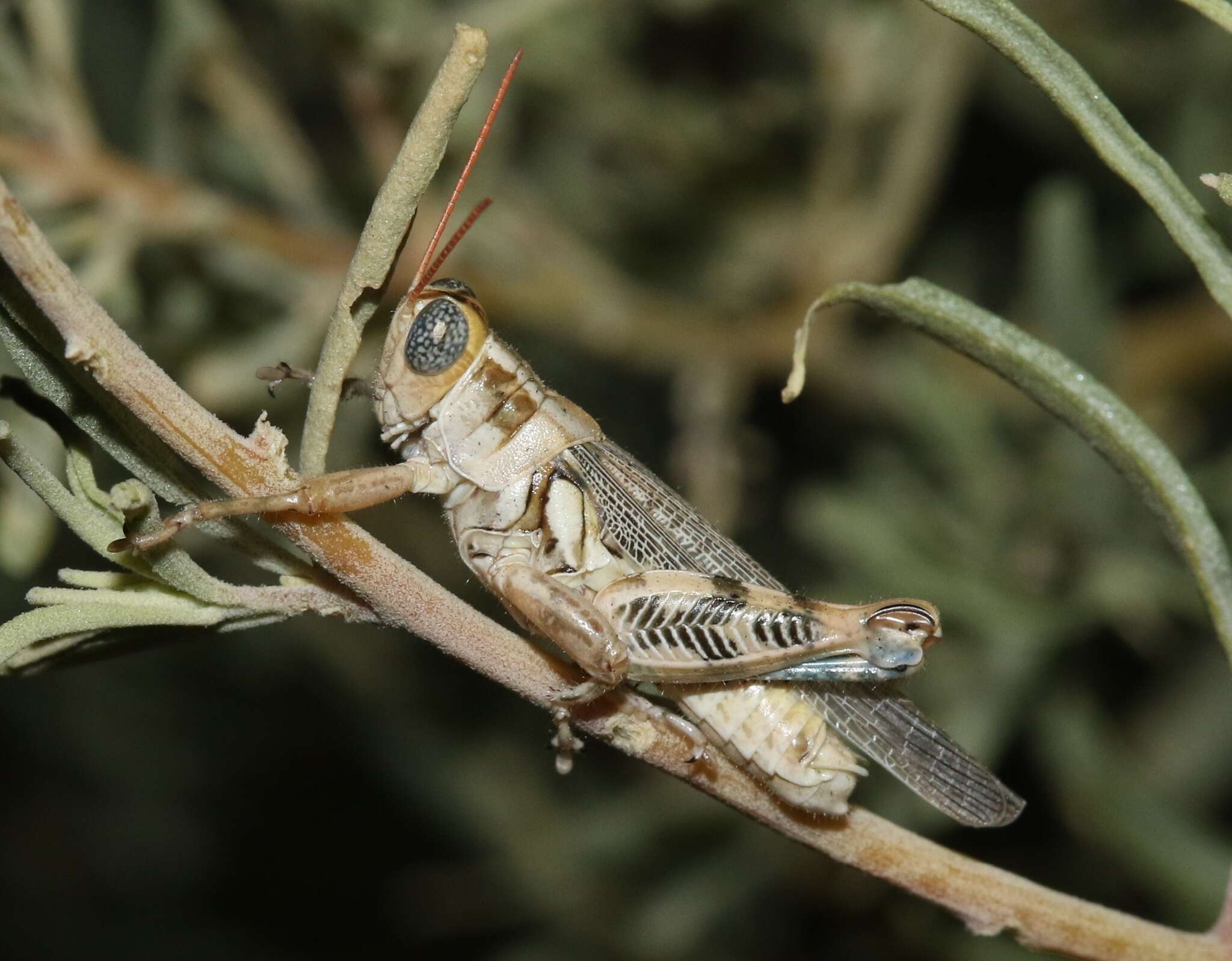 Слика од Aeoloplides tenuipennis (Scudder & S. H. 1897)