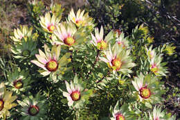 Image of Leucadendron orientale I. J. M. Williams