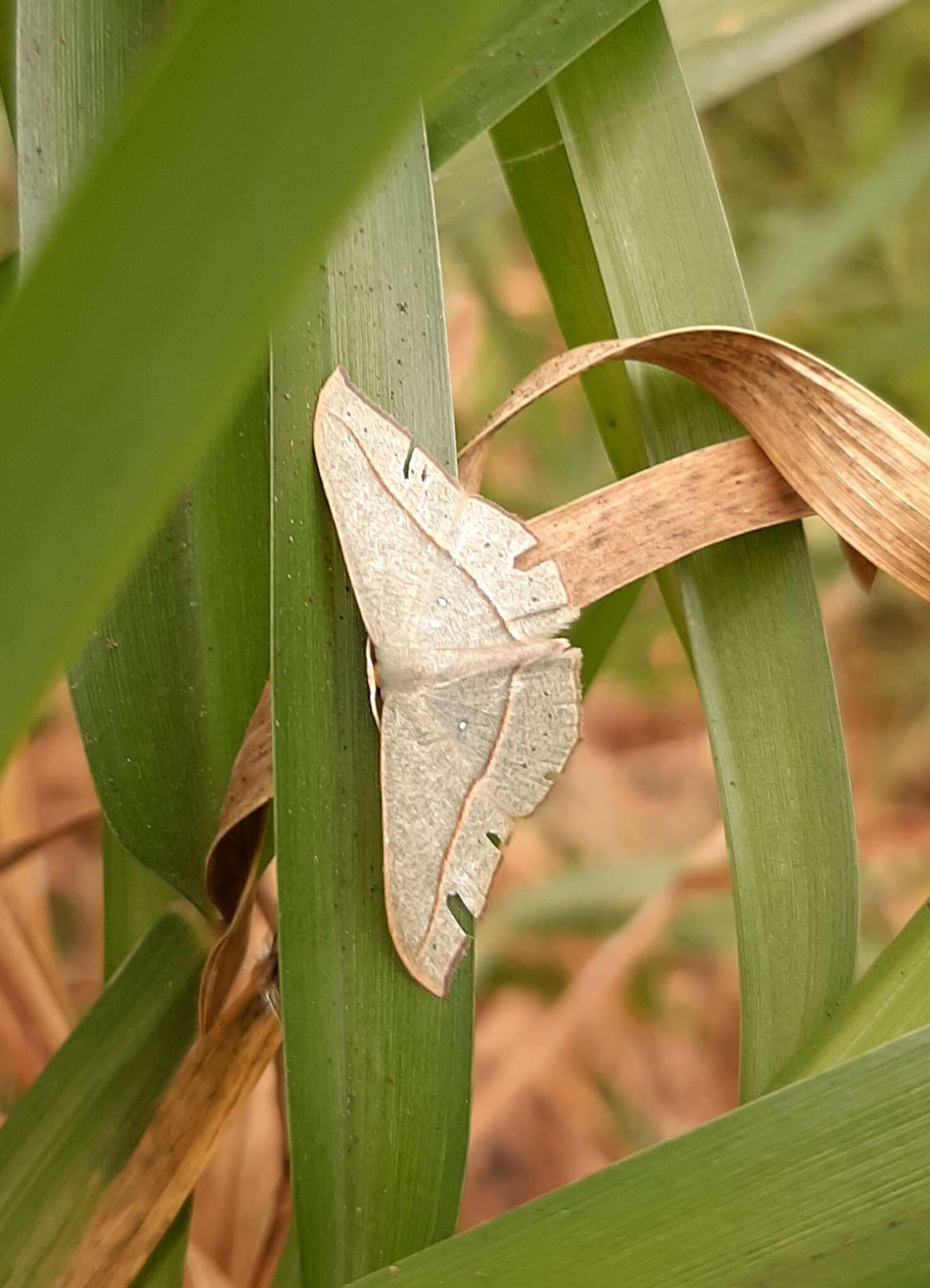 Plancia ëd Traminda obversata Walker 1861