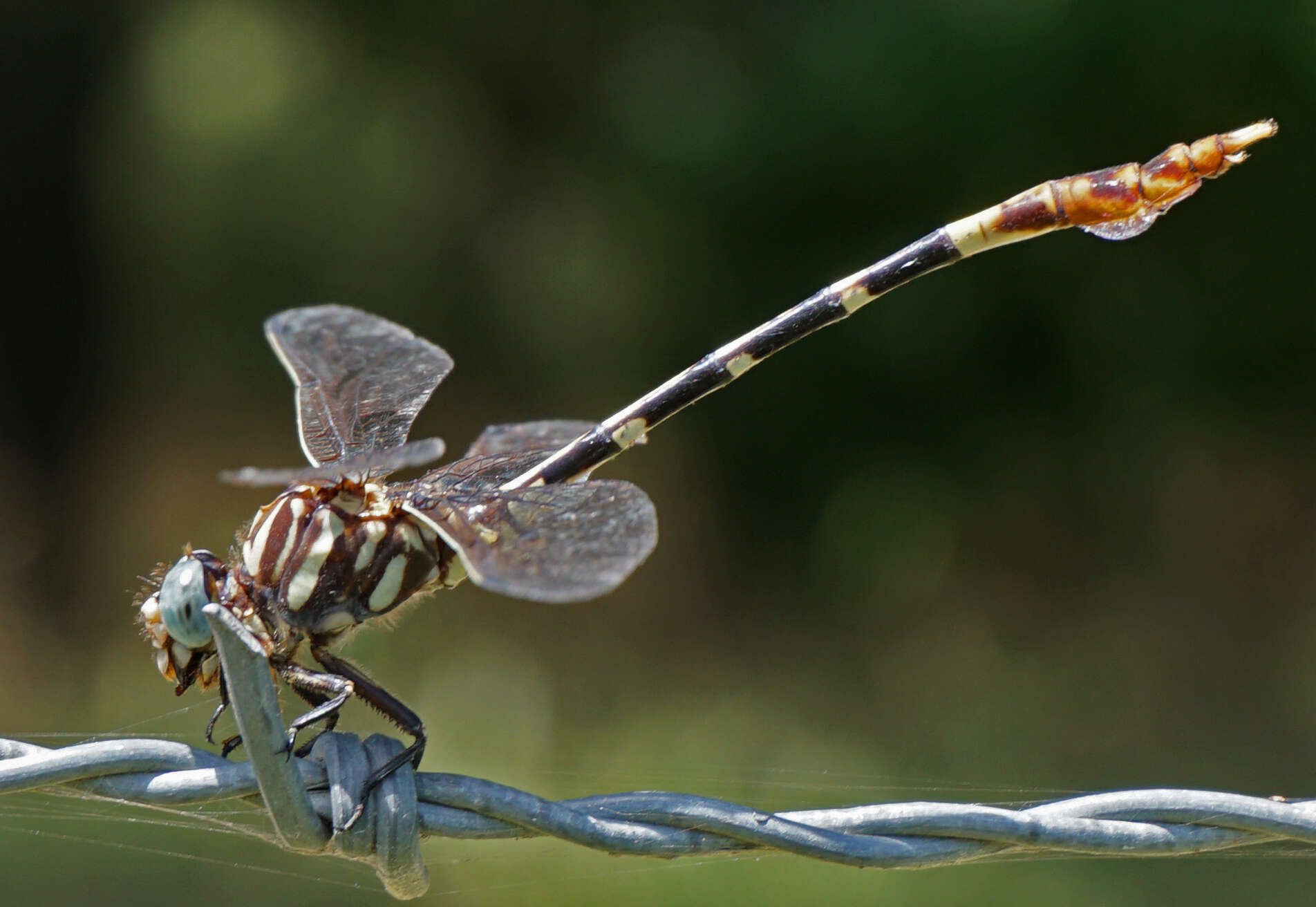 Image of Five-striped Leaftail